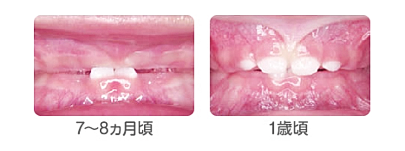子どもの歯の成長0～1歳
